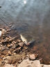 面條蟲(chóng)沉水軟餌浮水無(wú)鉛面包蟲(chóng)路亞假餌鱸魚(yú)鱖魚(yú)插鉛倒釣德州釣組 直尾面條蟲(chóng)20枚暗紅色-12CM 曬單實(shí)拍圖