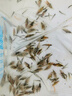 鱖魚苗桂花魚苗淡水養(yǎng)殖食用翹嘴鱖大眼鱖斑鱖魚肉食活體紅紋鱖魚 鱖魚苗3-4厘米100條送10%防損 曬單實拍圖