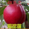 早熟黃肉油桃樹(shù)新品種:特早熟大油桃48芽變桃樹(shù)苗五月成熟:極豐產(chǎn) 1年苗【5顆】 50cm(含)-100cm(不含) 曬單實(shí)拍圖