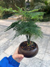 LZJV文竹盆栽桌面綠植室內(nèi)植物辦公桌辦公室盆景凈化花卉空氣茶桌擺件 舍得紫砂盆+文竹+青苔+底座 曬單實拍圖