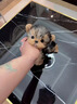 祥彥方依約克夏幼犬純種小狗幼犬寵物狗活體小體型茶杯幼崽金頭雪白銀背犬 血統級 選寵請聯(lián)系客服 曬單實(shí)拍圖