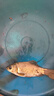 威拓森游釣中國魚竿纏把帶硅膠手把帶防電防滑防水保護套 透明無色龍紋（延展長度24cm） 曬單實拍圖