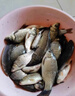 搖三搖粘粉野釣鯽魚專用套裝西部風(fēng)正宗搖三搖魚餌餌料高粘顆粒 【蛋奶味】搖三搖 曬單實(shí)拍圖
