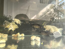 臺灣貴妃純種短身球體蝴蝶鯉魚(yú)墨碟火紅長(cháng)尾觀(guān)賞魚(yú)冷水觀(guān)賞魚(yú)苗 黑色鎮宅招財10-12厘米3條 曬單實(shí)拍圖