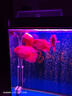 寶贈(zèng)紅臺(tái)灣海豐寶增紅鸚鵡魚羅漢魚飼料寶增紅慈鯛發(fā)財(cái)魚糧增艷增色魚食 1KG袋裝中粒T671A 曬單實(shí)拍圖