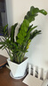 中夢(mèng)金邊虎皮蘭多肉植物大型室內花卉綠植盆栽虎尾蘭 金邊虎皮蘭75-85厘米+白菱形盆 曬單實(shí)拍圖