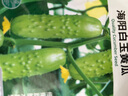 大禹海陽(yáng)白玉黃瓜種子苗本地奶油水果小山青瓜籽農科院秧苗新品種 妍白黃瓜種子100粒 曬單實(shí)拍圖