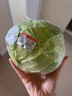 有機圓白菜包菜卷心菜 約500-600g|份 新鮮采摘|葉片水潤|微帶清 500-600g 曬單實拍圖