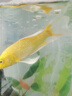 招財黃金金魚鯉魚冷水魚苗好養(yǎng)耐活淡水活魚魚苗錦鯉龍鳳批發(fā) 13-15黃金2條 曬單實拍圖