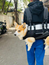 TOUCHDOG寵物狗狗雙肩背包大狗便攜橫包騎行外出神器老犬助行大狗狗包 雙肩橫背-黑色 XL碼【建議22-38斤內(nèi)】 曬單實(shí)拍圖