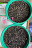 美外小雛菊花種子彩虹糖果菊花翠菊種籽孑易活四季播種開(kāi)花室內 粉色雛菊200粒+肥 曬單實(shí)拍圖