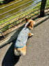 智宙柯基衣服狗狗夏季薄款衣服防掉毛柯基泰迪比熊柴犬寵物可愛小背心 藍色獨角獸【M建議15-21斤】 曬單實拍圖