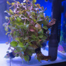 云峰海瑞 水草活體 懶人造景 沉木活水草 魚缸造景套餐水族箱裝飾魚水草 紅玫瑰6頭沉木 曬單實(shí)拍圖