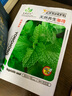 可食用薄荷種子留蘭香檸檬苗貓薄荷四季播種室內(nèi)陽臺(tái)盆栽蔬菜籽子 薄荷5包裝約400粒 曬單實(shí)拍圖