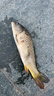 OEMG路亞控魚器帶秤稱重抓魚夾子鉗子大物取魚鉗帶稱不銹鋼鉗釣魚套裝 新款高端帶秤款控魚器 （紅色） 曬單實拍圖