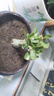 重瓣沙漠玫瑰花苗盆栽帶花苞多肉植物老樁室內(nèi)外綠植盆景四季開花 雍容根莖粗約3cm 五年苗 不含盆 曬單實拍圖