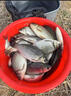 蘆葦羅非漂福壽魚漂短腳長尾底釣漂靈敏鯽魚漂翻身快的浮漂 K-1【吃鉛1.21.9克】 2號(hào) 曬單實(shí)拍圖