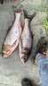 骉祥純正蝦粉釣魚(yú)南極磷蝦超濃腥餌料誘魚(yú)添加劑黑坑野釣鯽鯉魚(yú)餌e蝦粉1瓶【500ml】 曬單實(shí)拍圖