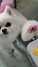 宴遇豪門(mén)博美犬專(zhuān)用狗糧白色小型成犬幼犬通用糧5斤桶裝量 一歲以上成犬 2250克 博美 曬單實(shí)拍圖