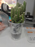 仟草集仟草集多肉仙人掌盆栽綠植開(kāi)花仙人球組合辦公室桌面喜陽(yáng)室內植物 曬單實(shí)拍圖
