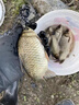 龍王恨龍魚餌野戰(zhàn)藍鯽青春版餌料王野釣老三樣鯽魚鯉魚草臺釣餌料恨窩料 藍鯽青春版 300克 1包 曬單實拍圖