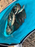 船長漂蘆魂K10高靈敏魚漂抗走水黑坑鯉魚漂 K10蘆葦原色三目加粗尾—2號 曬單實拍圖