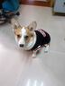 哈皮哆格寵物狗狗衣服夏季薄款透氣柯基泰迪比熊柴犬夏日狗防曬背心防掉毛 黑色球衣背心 4XL碼：建議28-35斤 曬單實(shí)拍圖