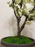 垂絲海棠花盆栽樹苗老樁四季開花卉植物室內(nèi)庭院陽(yáng)臺(tái)好養(yǎng)花卉 5年老樁垂絲海棠花+肥料 不含盆 曬單實(shí)拍圖