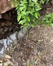 旺園興四川成都春見(jiàn)耙耙柑樹(shù)苗嫁接果樹(shù)苗粑粑柑丑橘南北方種植當年結果 【全家吃不完】春見(jiàn)粑粑柑1棵（3-3.5公分粗/1 80cm(含)-89cm(含) 曬單實(shí)拍圖