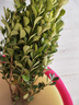 【新品】耐寒濃香懶人好養(yǎng)重瓣大花四季開花國風(fēng)雅韻青楊花卉綠植 清倉處理：重瓣【紅色】花期長達280天+包活 30年常青：大壯苗【原土發(fā)貨】+耐寒好養(yǎng)+肥 曬單實拍圖