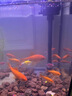 JCZS火山石魚(yú)缸專(zhuān)用水草泥生態(tài)魚(yú)缸造景水族墊底砂顆粒古法養魚(yú)材料濾 紅火山石3-5厘米【5斤】精篩 曬單實(shí)拍圖