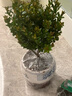 格調生活小葉赤楠植物盆栽老樁花卉盆景辦公室內好養四季常綠陶瓷盆綠植小 五年老樁赤楠+白青花瓷底座盆 曬單實(shí)拍圖