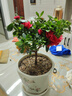 急兔杜鵑花四季種植盆栽花卉陽(yáng)臺綠色植物苗/杜鵑花苗原盆源頭直發(fā) 曬單實(shí)拍圖