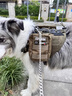 出眾者胸背帶中型犬狗背心狗背帶大型犬胸背狗衣服邊牧薩摩耶狗繩牽引繩 煙綠（配包+胸背帶) S（建議體重25-50斤） 曬單實拍圖