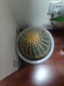 金虎狂刺仙人球盆栽植物綠植金虎超盆栽大盆栽辦公室仙人掌 直徑20厘米左右 含盆 曬單實(shí)拍圖