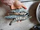海工匠【海工匠】黑虎蝦凈重無(wú)冰特大號新鮮冷凍黑虎蝦純海捕水產(chǎn)老虎蝦 活蝦速凍 600g(凈重)  量小不夠吃 【中號】30/40規格【15-20/盒】 曬單實(shí)拍圖