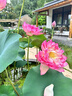 重瓣荷花盆栽水養花卉池塘水培植物大型觀(guān)賞蓮花種藕苗濃香四季開(kāi) 艷紅/3顆裝精選種苗 裸根不帶土 曬單實(shí)拍圖