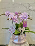 Only you【兩小時(shí)達(dá)】蝴蝶蘭帶花苞花劍花盆真花蘭花盆栽開業(yè)喬遷佛堂供花 12株桃紅色（瓷盆隨機(jī)） 曬單實(shí)拍圖