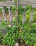 墨一藤本月季爬墻薔薇庭院四季開(kāi)花 紅色龍沙寶石1.5-1.6M 源頭直發(fā) 曬單實(shí)拍圖