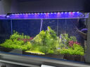 尼特利 NETLEA水草基肥緩釋肥水草肥料水藻根肥魚缸水族草缸專用綜合底肥 基肥120g（分裝） 曬單實拍圖