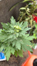 重瓣荷蘭菊盆栽四季開花荷蘭菊花苗千頭菊花室內(nèi)外花卉 菊花大紅色 不帶盆 曬單實(shí)拍圖