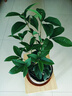 壹植水培四季桂花中式吊鐘綠植鮮切花水養(yǎng)花卉室內(nèi)濃香型樹苗盆栽植物 水培桂花30-40cm單植物2棵+養(yǎng)液 曬單實(shí)拍圖