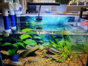 沃韋朗 VOONLINE全光譜RGB魚缸燈中小型夾燈水草缸增色水草燈LED小缸造景 水草魚缸全光譜夾燈G16A（30-60cm魚 曬單實(shí)拍圖