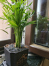 佰花錦袖珍椰子盆栽散尾葵客廳好養(yǎng)植物辦公室內(nèi)凈化空氣吸甲醛桌面綠植 【送方底座】袖珍椰子+PVC樹脂盆+黑沙鋪面 下單即送接水底座X1（原盆系列除外） 曬單實拍圖