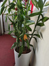 臨雅大型富貴竹水培植物客廳水養(yǎng)大號(hào)盆栽節(jié)節(jié)高粗桿室內(nèi)好養(yǎng)活綠植物 富貴竹1.4m【6支帶根】 曬單實(shí)拍圖