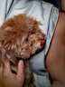 嬉皮狗（hipidog）狗狗雨衣衣服寵物夏季小狗泰迪比熊小型犬立體背包可牽引連腳雨衣 邦迪藍(lán) XL （建議體重11-15斤） 曬單實(shí)拍圖