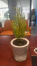 綠植盆栽室內(nèi)光汐自動吸水盆栽帶盆栽好發(fā)貨植物好養(yǎng)水培土培花卉 【光汐盆栽好發(fā)貨】香松 曬單實(shí)拍圖