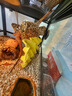 非常寵杜比亞蟑螂繁殖組幼體蜥蜴守宮烏龜龍魚活餌飼料超櫻桃蟋蟀 3-4cm （約190只） 曬單實拍圖