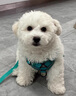 阿莫爾狗狗牽引繩背心式寵物胸背帶遛狗繩泰迪比熊博美中小型幼犬狗鏈子 綠色+1.5米扁繩【可調節防掙脫】 L-狗-建議9-14斤左右 曬單實(shí)拍圖