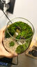 苔蘚微景觀創(chuàng)意桌面微觀造景植物擺件禮物減壓綠植生態(tài)瓶diy材料 精靈小鎮(zhèn)-材料包-瓶子+素材+工具 曬單實(shí)拍圖